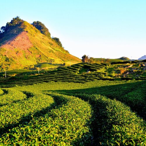 đồi chè mộc châu