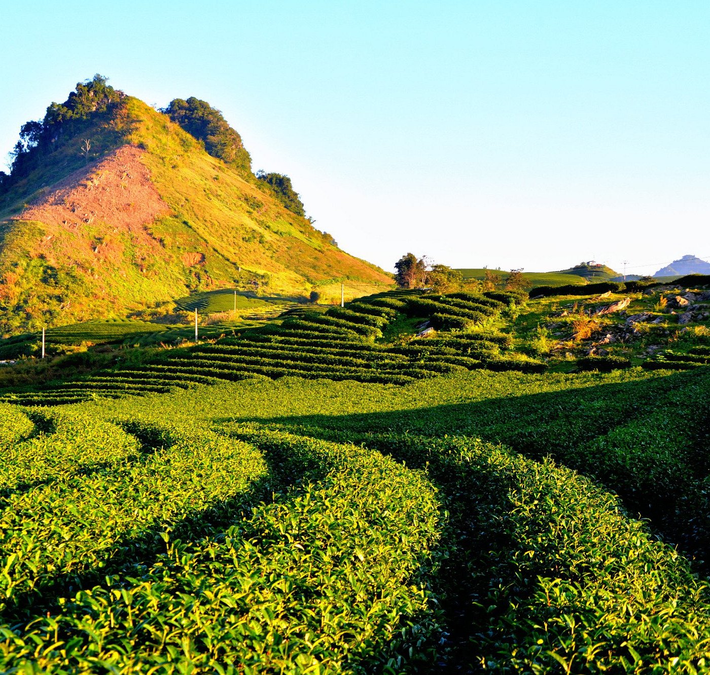đồi chè mộc châu