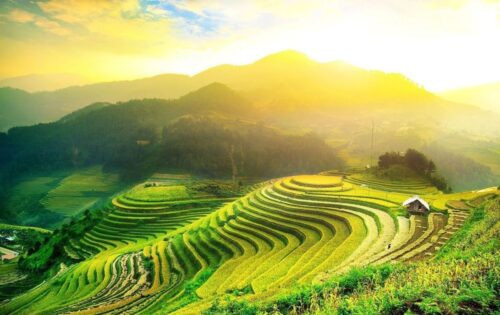 đồi chè mộc châu