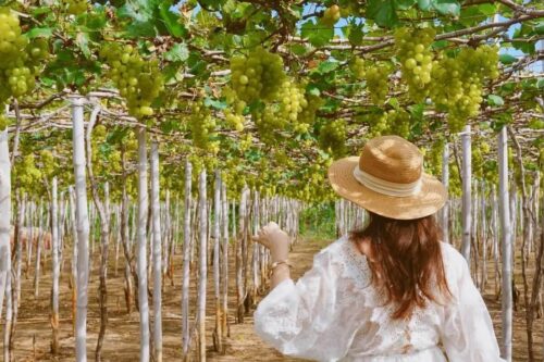 Vườn nho ba mọi